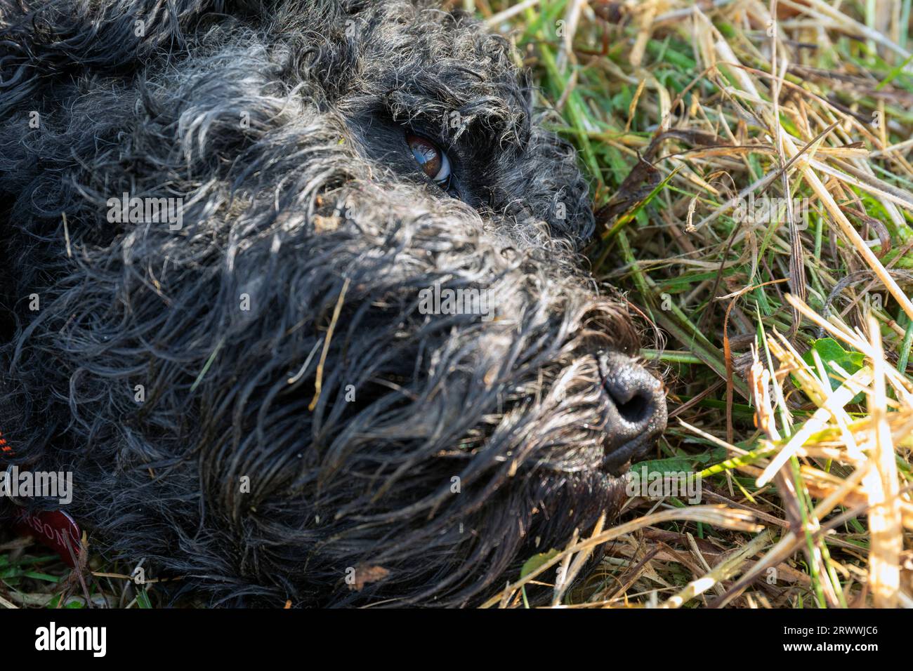 Portugiesischer Wasserhund, der aufwacht, nachdem er in einer Hay Meadow geschlafen hat Stockfoto