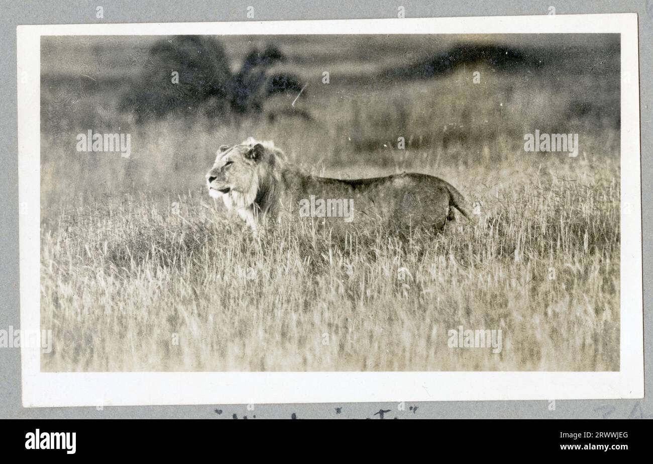 Eines von vier Bildern von verkleideten Nandi-Stammesangehörigen, die 1930 in Paul Hoeflers Film „Africa Speaks“ zu sehen waren. Dies war der erste Tonfilm Afrikas, der über eine 14-monatige Reise von Hoefler und seiner Gruppe, der Colorado African Expedition, von der Ost- zur Westküste gedreht wurde. Stockfoto Eines von vier Bildern von verkleideten Nandi-Stammesangehörigen, die 1930 in Paul Hoeflers Film „Africa Speaks“ zu sehen waren. Dies war der erste Tonfilm Afrikas, der über eine 14-monatige Reise von Hoefler und seiner Gruppe, der Colorado African Expedition, von der Ost- zur Westküste gedreht wurde. Stockfoto