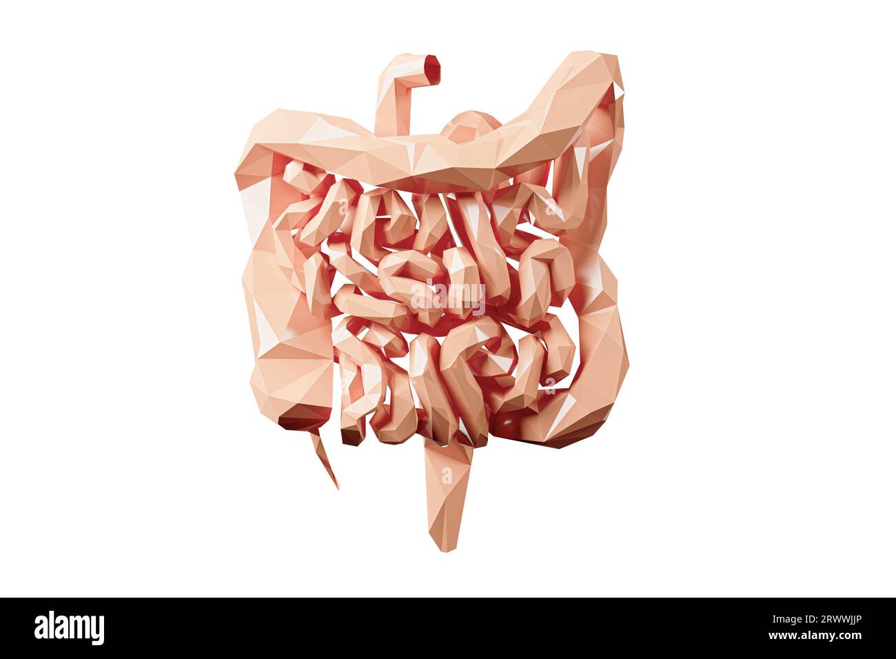 3. Illustration des abstrakten Low-Poly-menschlichen inneren Organs - Darm. Grob- und Dünndarm isoliert auf weiß Stockfoto