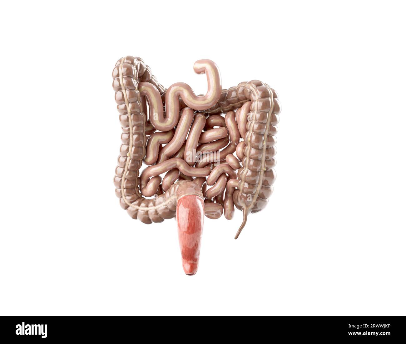 Rückansicht des dünn- und Dickdarms isoliert auf weiß. 3. Illustration des menschlichen inneren Organs - Darm Stockfoto