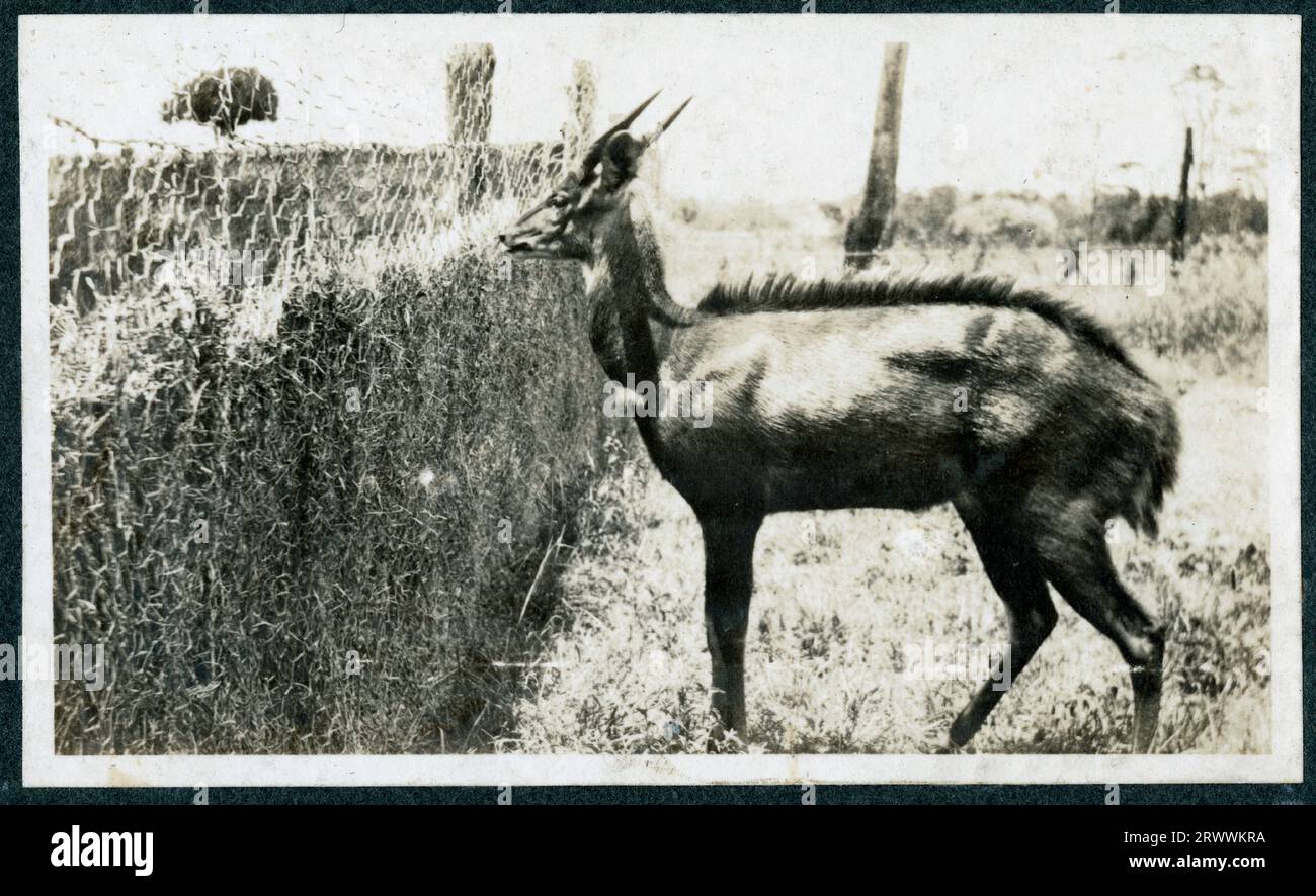 Ansicht einer kleinen Antilope in einem grasbewachsenen Stift, von der Seite gesehen. Die Nase des Tieres berührt fast einen Maschendrahtzaun. Originaltitel: Bush Buck. Stockfoto