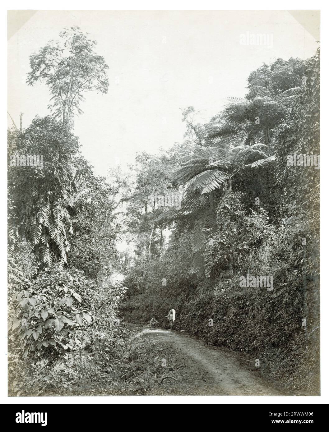 Ein Wanderweg ist mit tropischem Laub und Farnen gesäumt. Ein Einheimischer hockt auf dem Weg und ein anderer steht. Die Bildunterschrift lautet: A Darjeeling Lane, with Riesen Ferns. Stockfoto