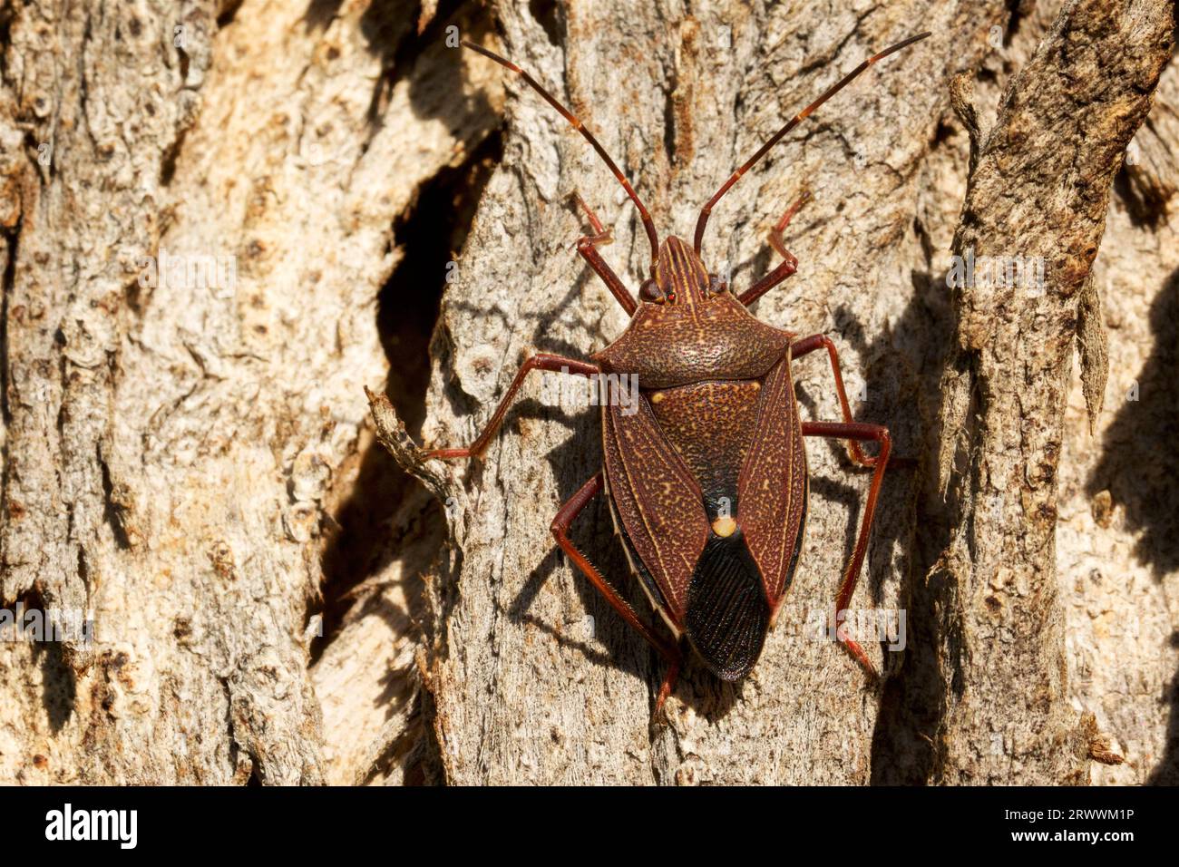 Brown Shield Bug, Oncocoris apicalis, auch bekannt als Brown Stink Bug, auf einem Baumstamm in Western Australia. Stockfoto