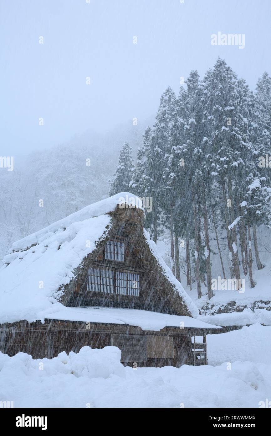 Suganuma Village, Gokayama im Schnee Stockfoto