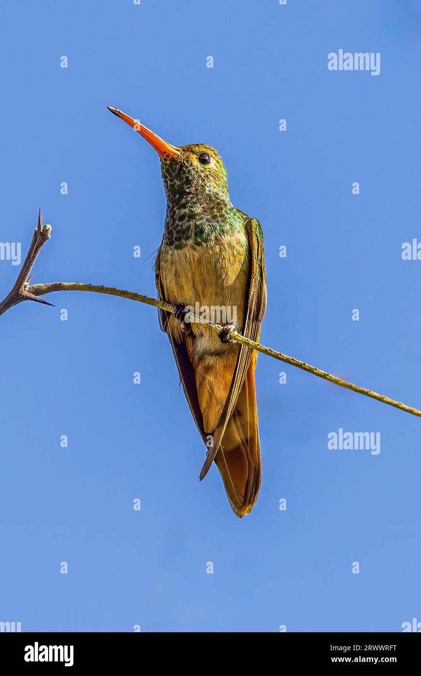 Dieser Hummer kommt das ganze Jahr über im Osten Mexikos vor. Stockfoto