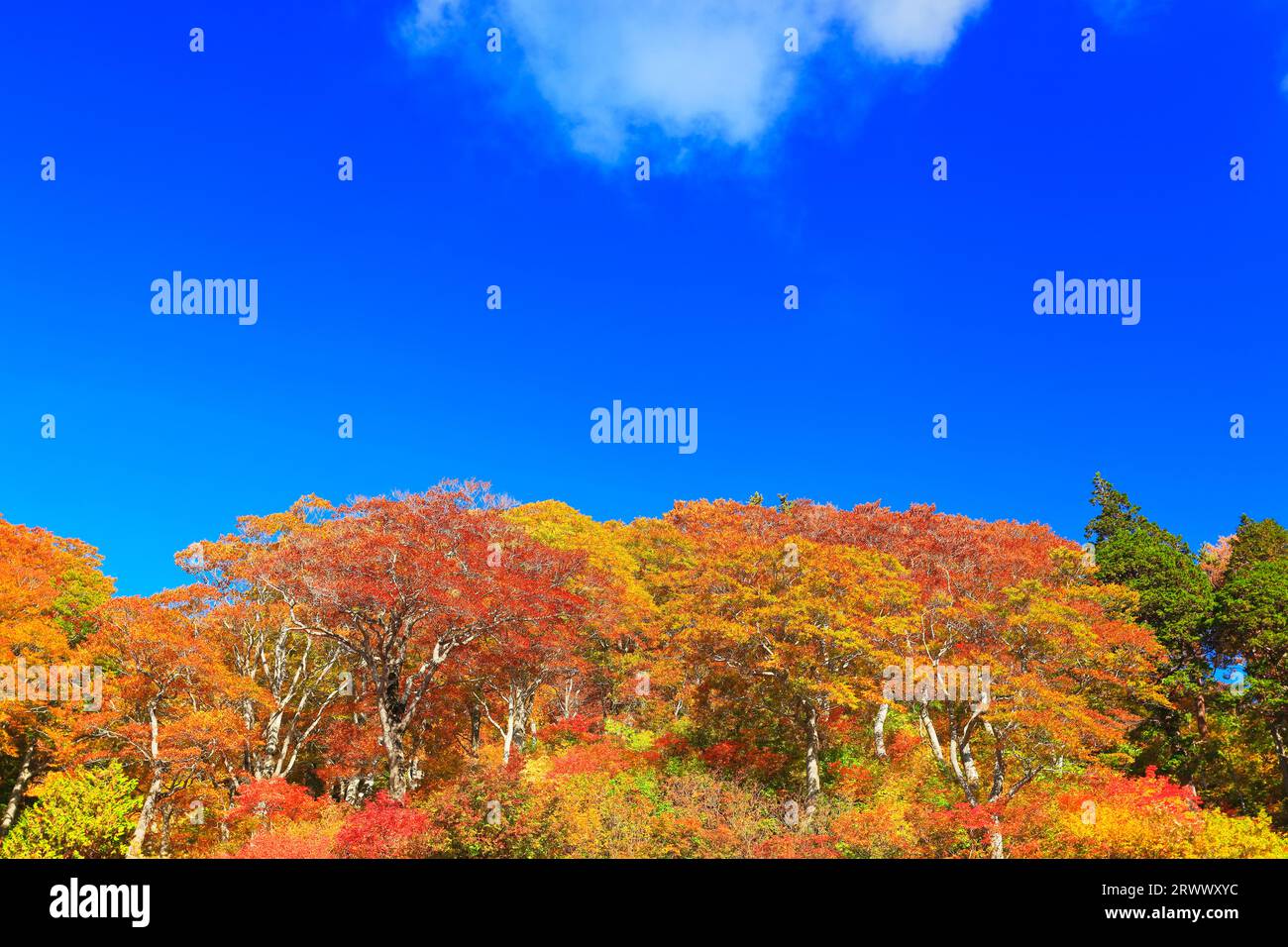 Herbstlaub und klarer blauer Himmel Stockfoto