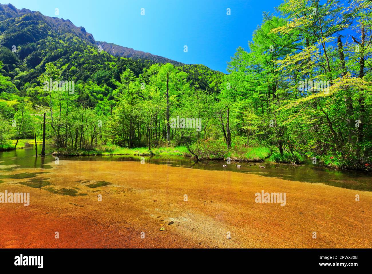 Kamikochi bei klarem Wetter Enten im blühenden Tashiro-Teich Stockfoto