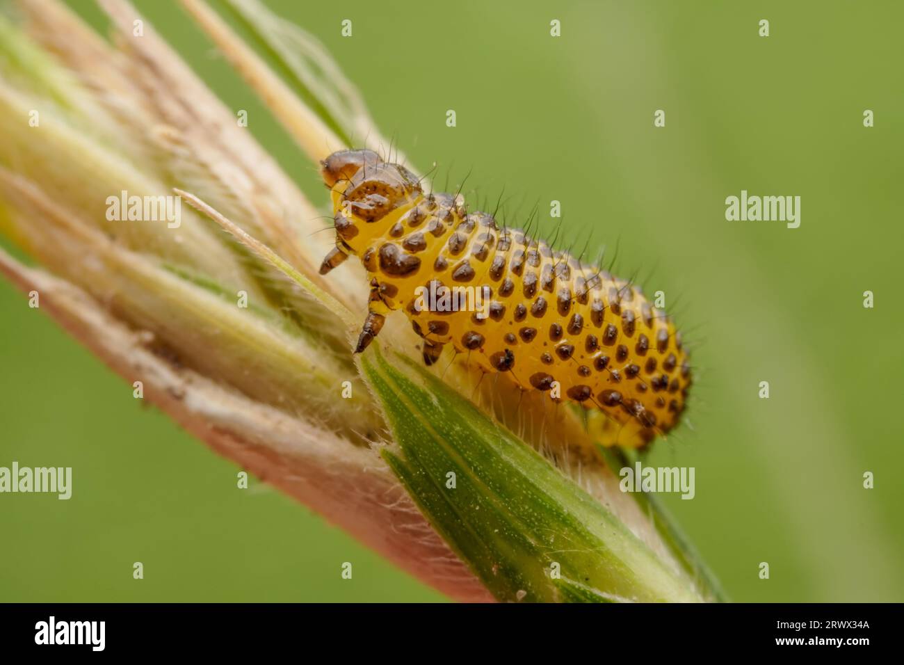 Blattkäfer-Larven, die auf den Blättern von Wildpflanzen leben Stockfoto