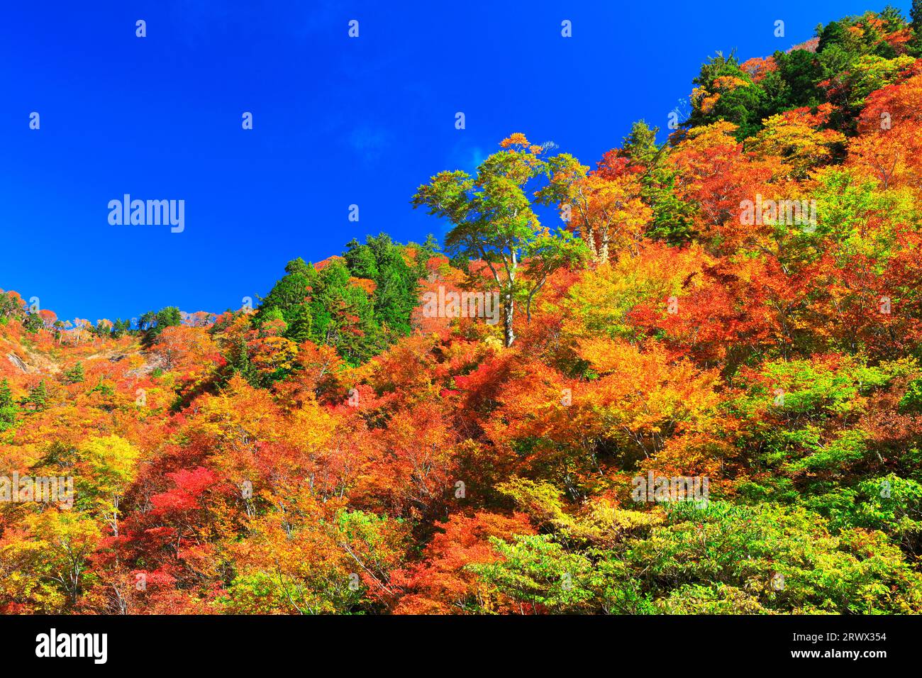 Herbstlaub und klarer blauer Himmel Stockfoto