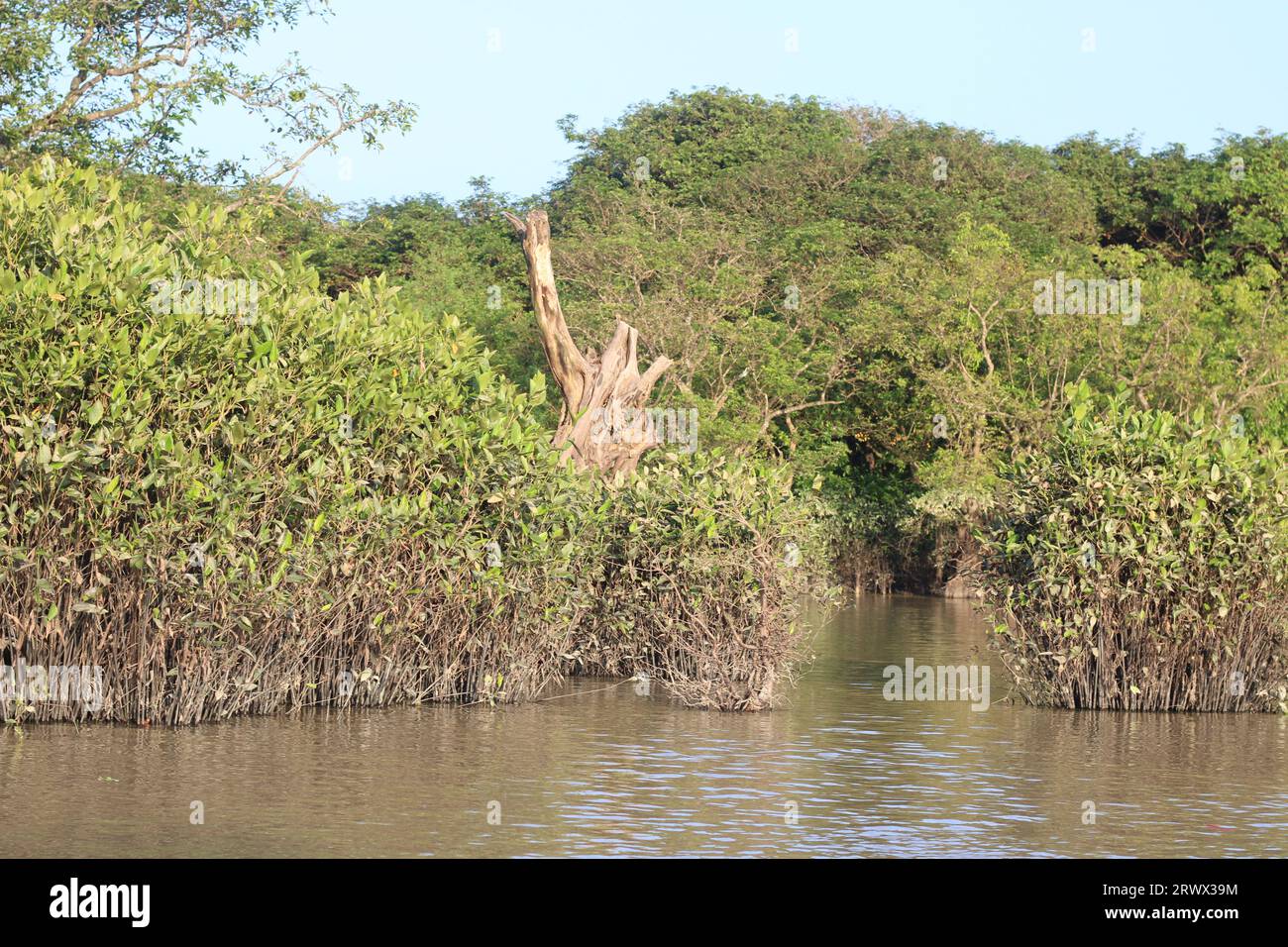 Fotos von Mangrovenwäldern Stockfoto