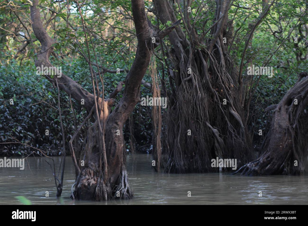 Fotos mit dunkler Stimmung im Mangrovensumpf Stockfoto