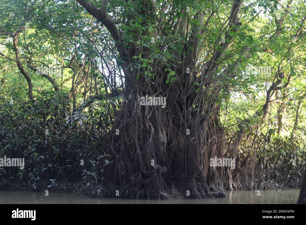 Fotos von Mangrovenbäumen im Sumpf Stockfoto
