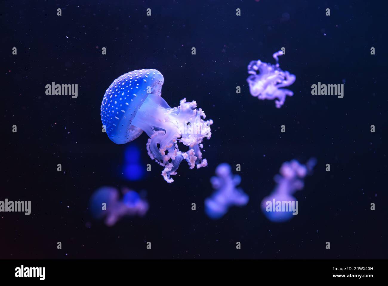 Fluoreszierende Quallen, australische Quallen, Phyllorhiza punctata, die im Aquarium mit blauem Neonlicht schwimmen. Theriologie, Biodiversität, un Stockfoto