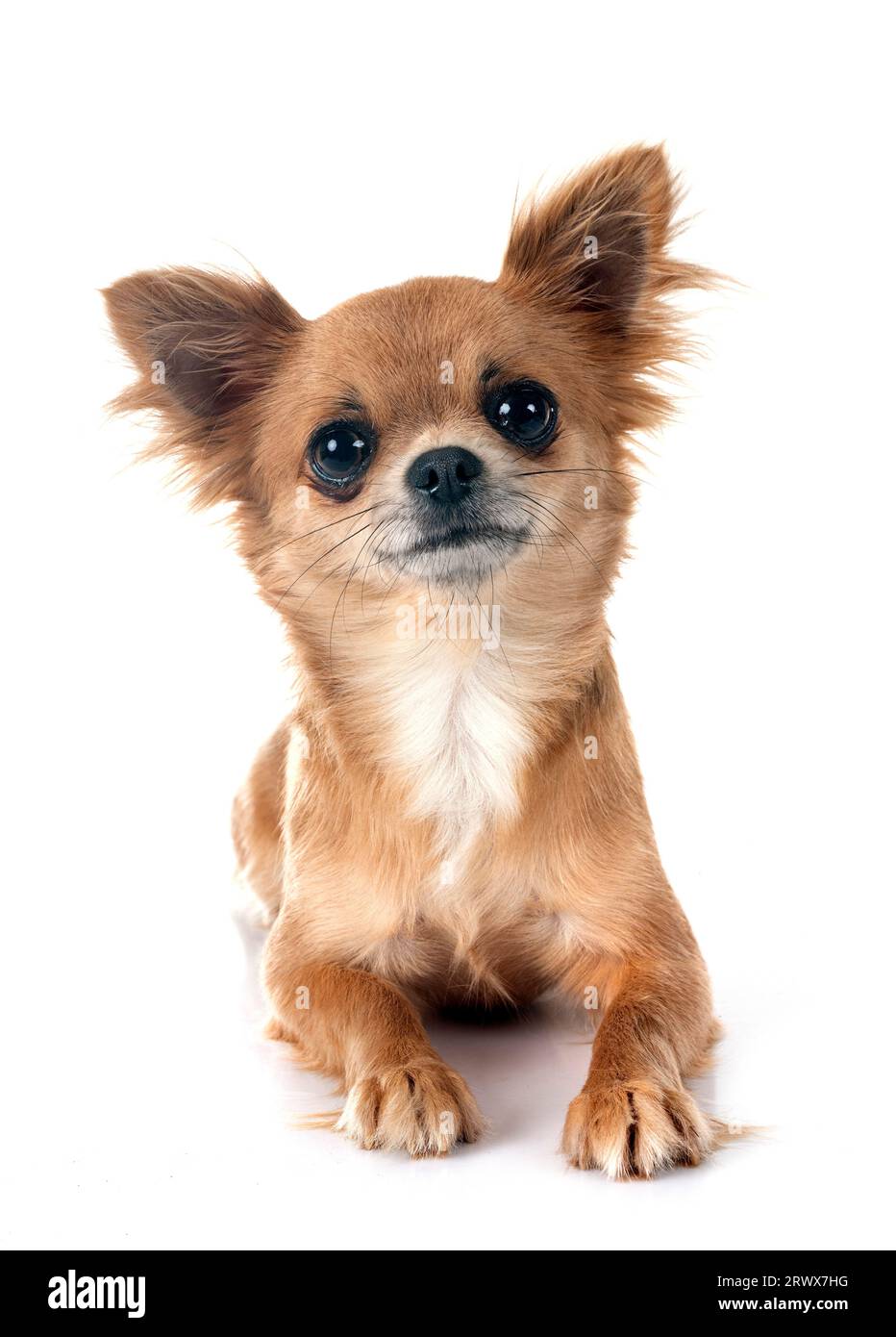 Little Chihuahua vor weißem Hintergrund Stockfoto