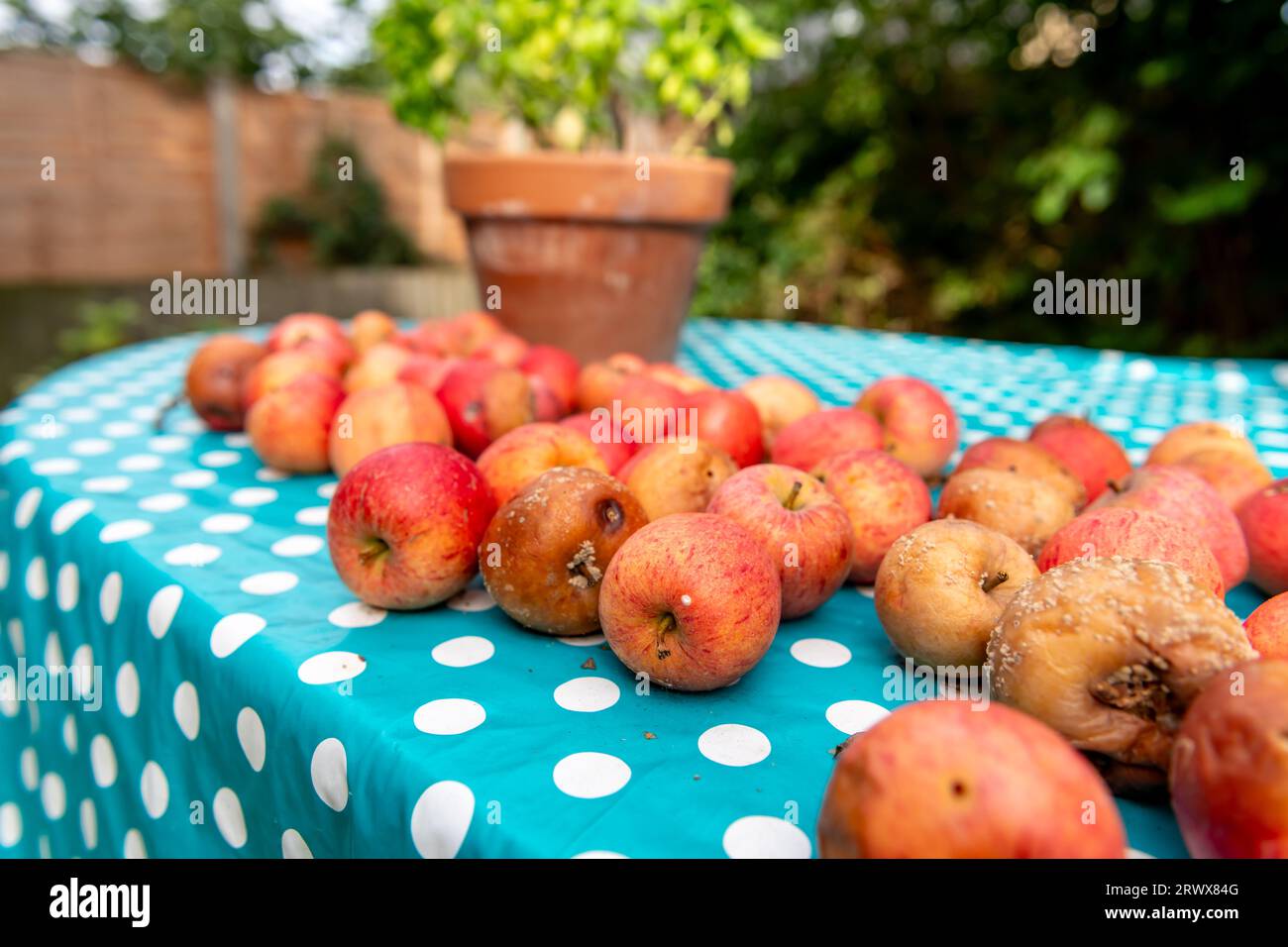 Bio-Äpfel auf einem Tisch im Garten. Stockfoto