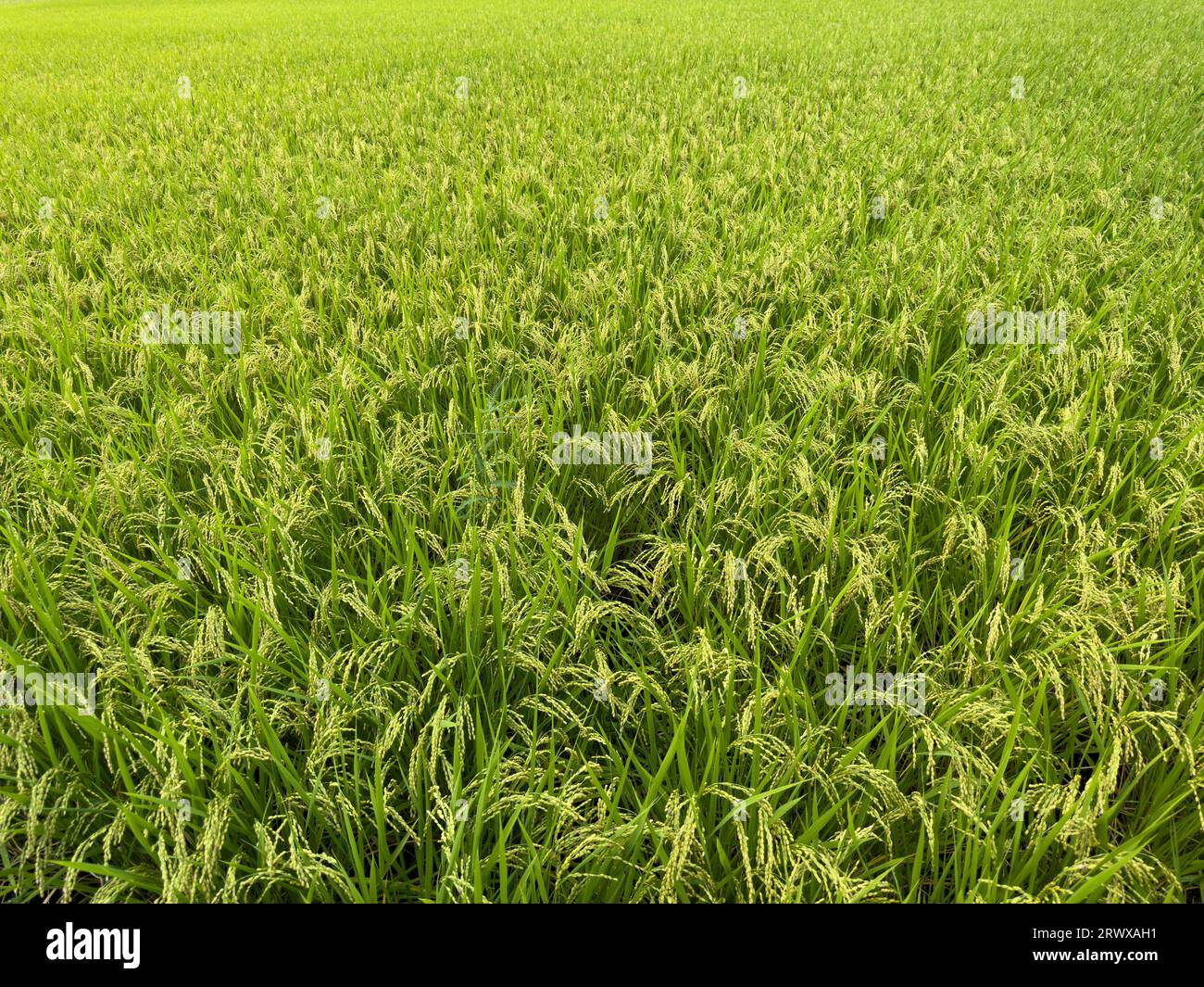 Reisplantage Stockfoto