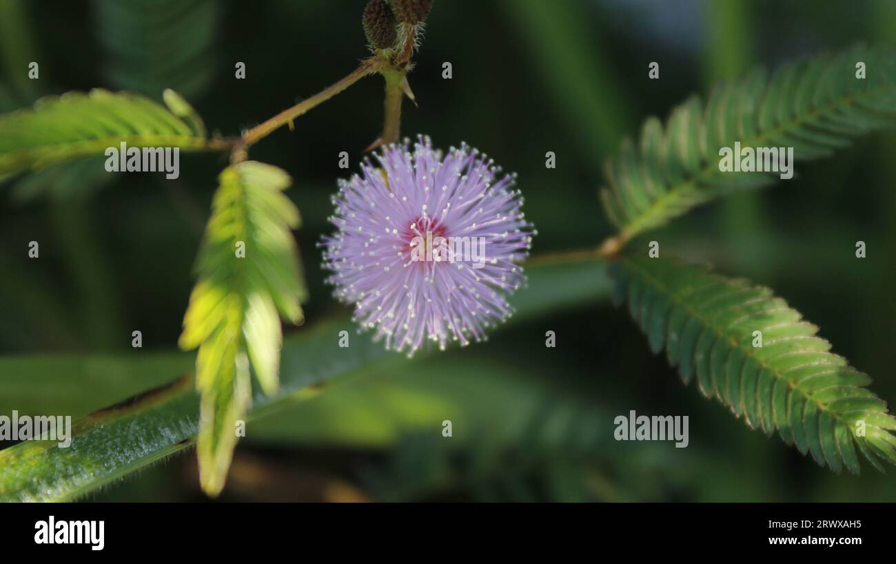 Mimosa flower Fotos und Bildmaterial in hoher Auflösung Alamy