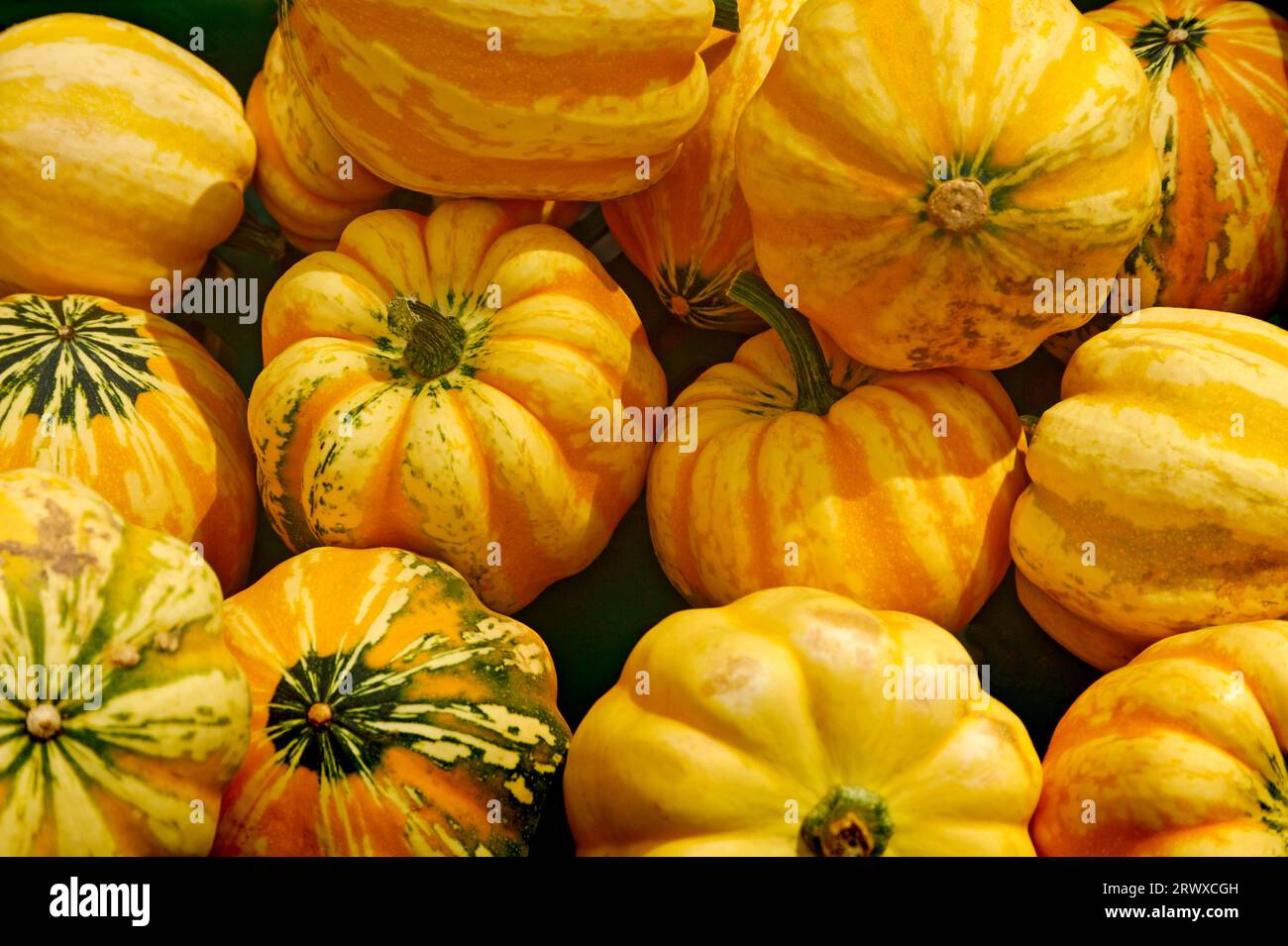Squash Stockfoto
