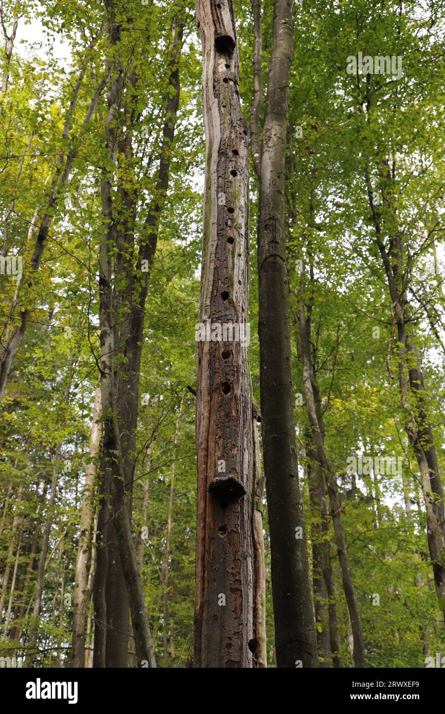 Spechte nisten im Wald Stockfoto