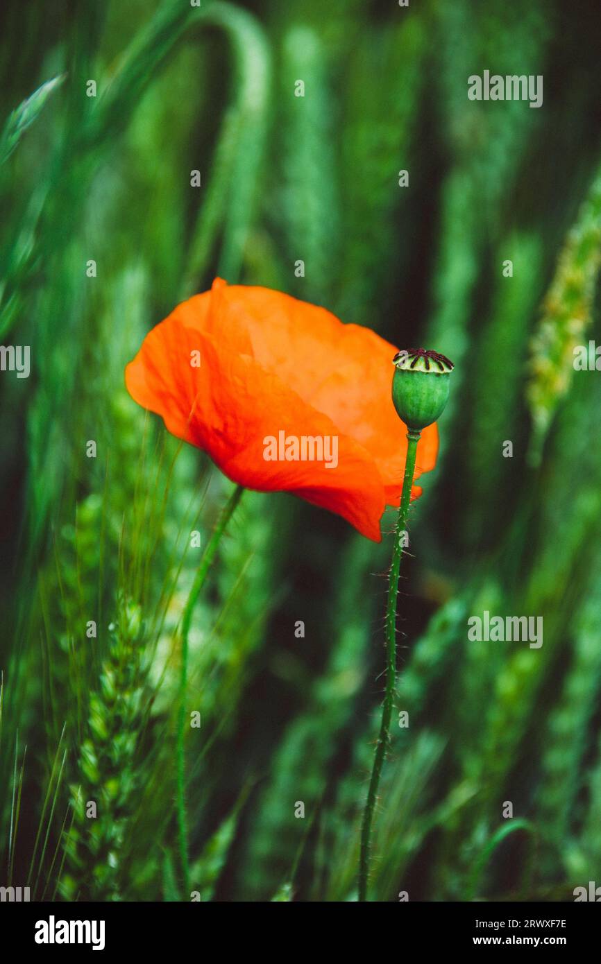Mohnblumen in einem Feld von Gerste Stockfoto