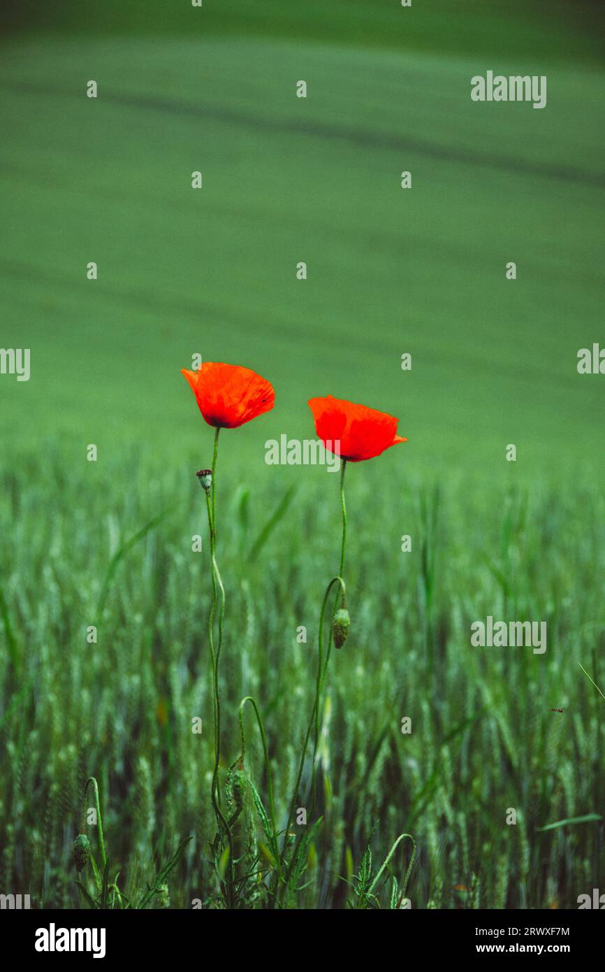 Mohnblumen in einem Feld von Gerste Stockfoto