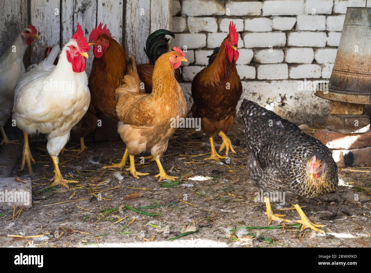 Hühnerherde im ökologischen Landbau. Stockfoto