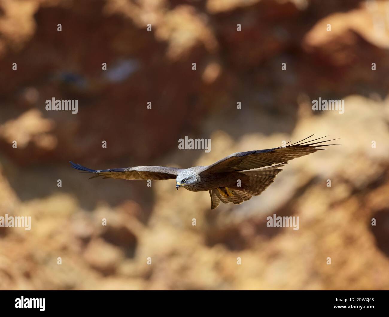 Eine Nahaufnahme eines fliegenden schwarzen Drachens, Schwanzflügel und Schwanzbreite. Milvus migrans. Stockfoto