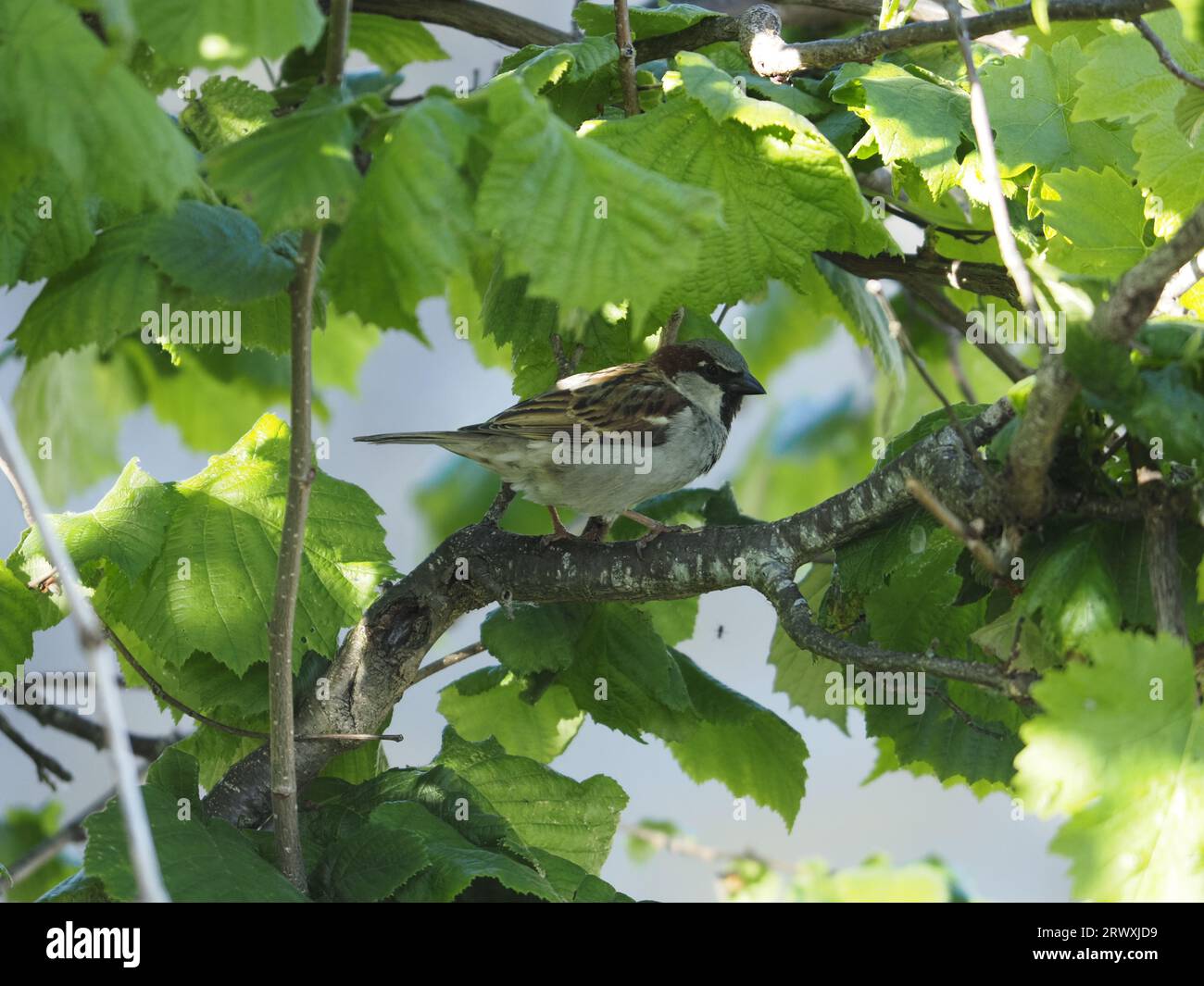 Ein männlicher Hausspatz, der zwischen den Zweigen und Blättern eines Haselnussbaums thront. Passer domesticus. Stockfoto