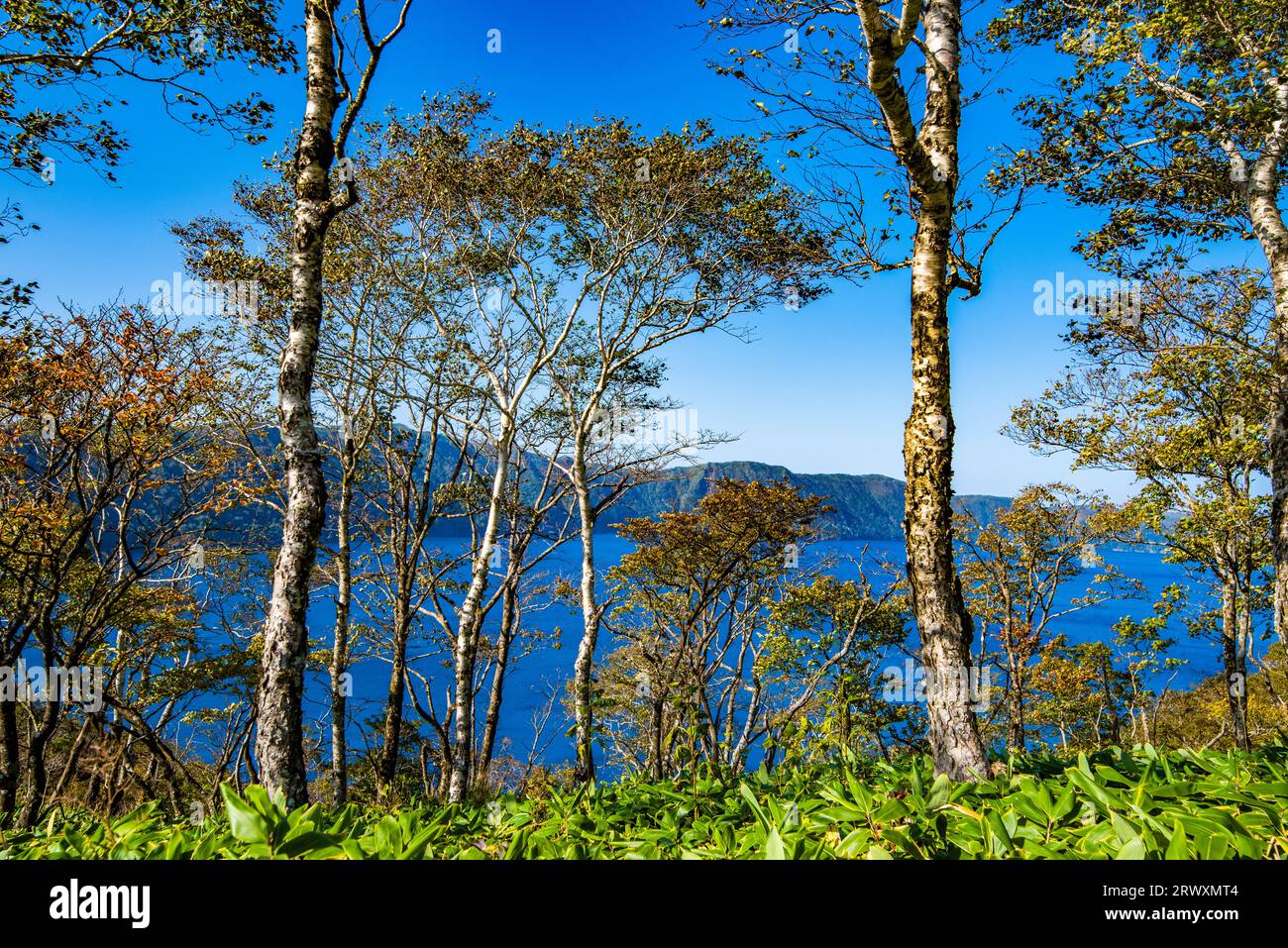 Mashu-See und Birkenbäume am äußeren Rand des Mt. Stockfoto