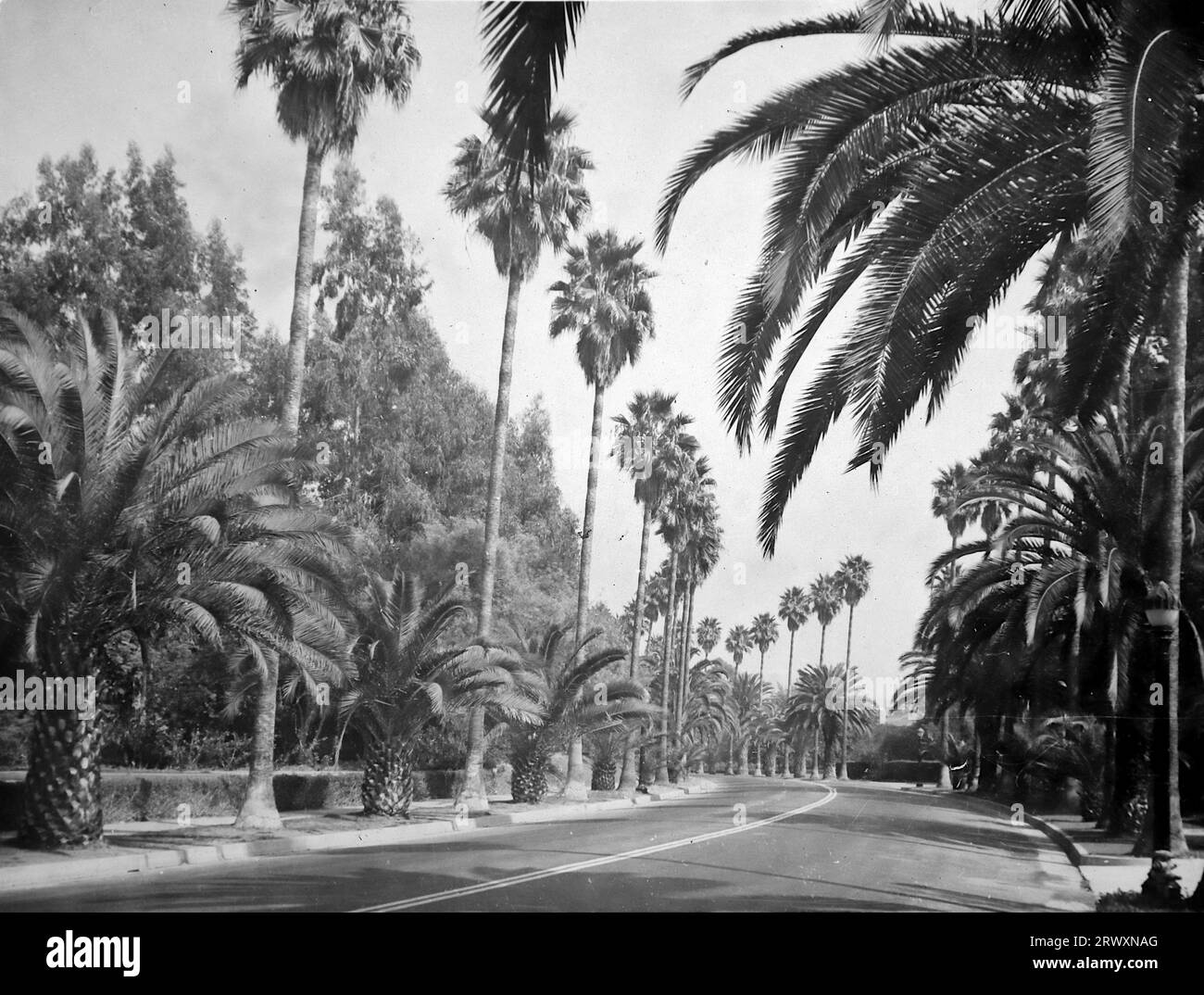 Eine Straße in Hollywood mit Palmen auf beiden Seiten. Seltenes Foto: Aus einer Sammlung eines unbekannten britischen Soldaten über die No. 1 Composite Demonstration, AA Battery, Tour durch die USA, vom 11. Juli 1943. Dies ist eines von mehr als hundert Bildern in der Sammlung, die im Durchschnitt etwa 4 x 3 Zoll groß waren. Stockfoto