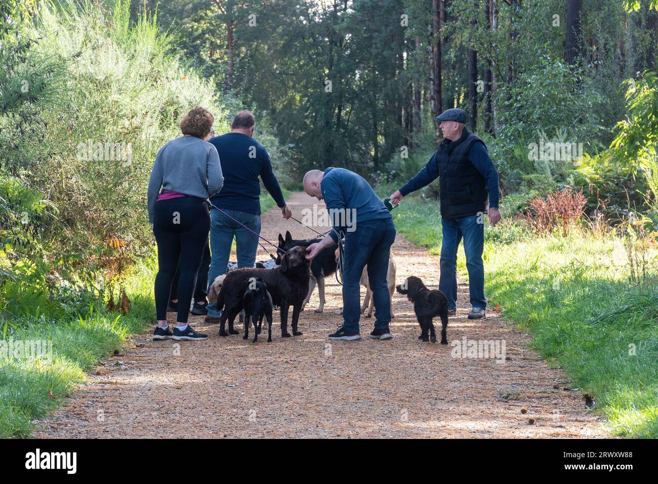 Vier Menschen gehen mit ihren Hunden durch den Wald und unterhalten sich, Bucklers Forest in der Nähe von Crowthorne, Berkshire, England, UK, natürlicher Grünraum Stockfoto