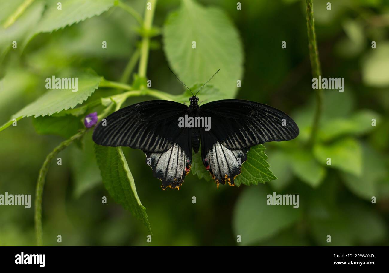 Schmetterling, der auf einem Pflanzenblatt ruht. Stockfoto