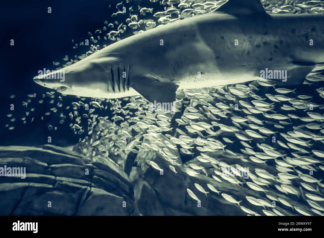 Sandtigerhai (Carcharias taurus) und eine Schule falscher Pilgarden (Harengula clupeola) im Georgia Aquarium mit HAIEN! Ausstellung in Atlanta. (USA) Stockfoto