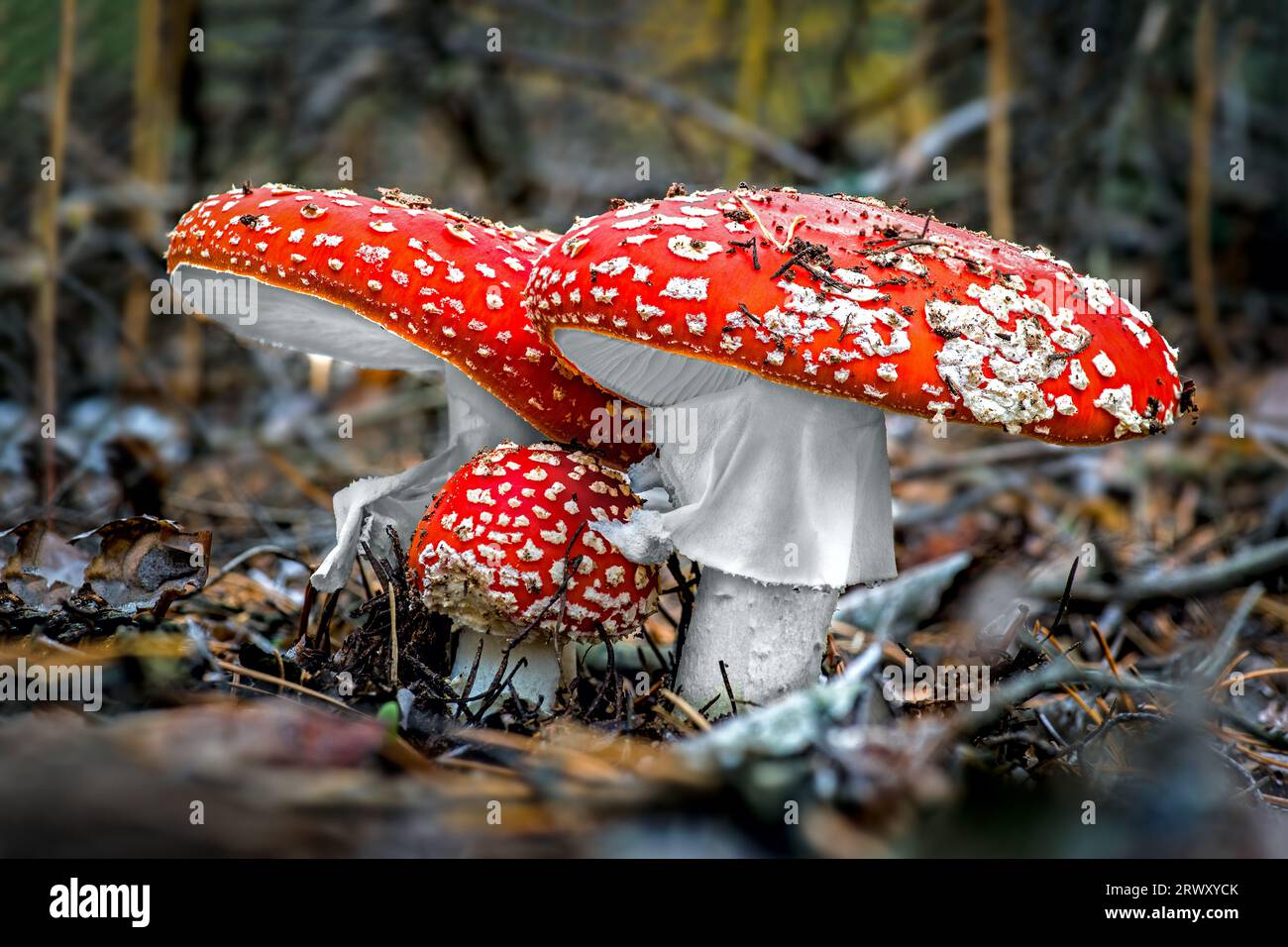 Drei Pilze im Herbstwald Stockfoto