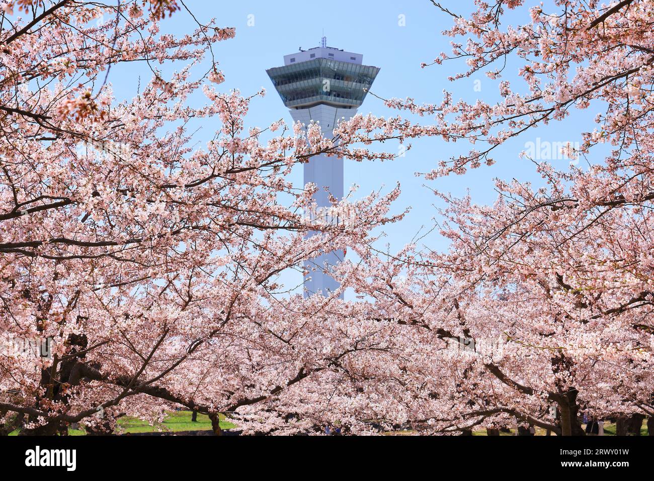 Goryokaku-Turm und Kirschblüten, Hokkaido Stockfoto