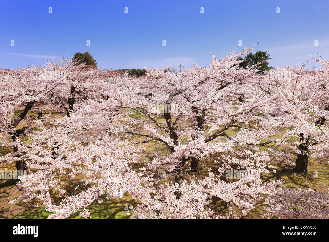 Goryokaku Park mit Kirschblüten in blühendem Hokkaido Stockfoto