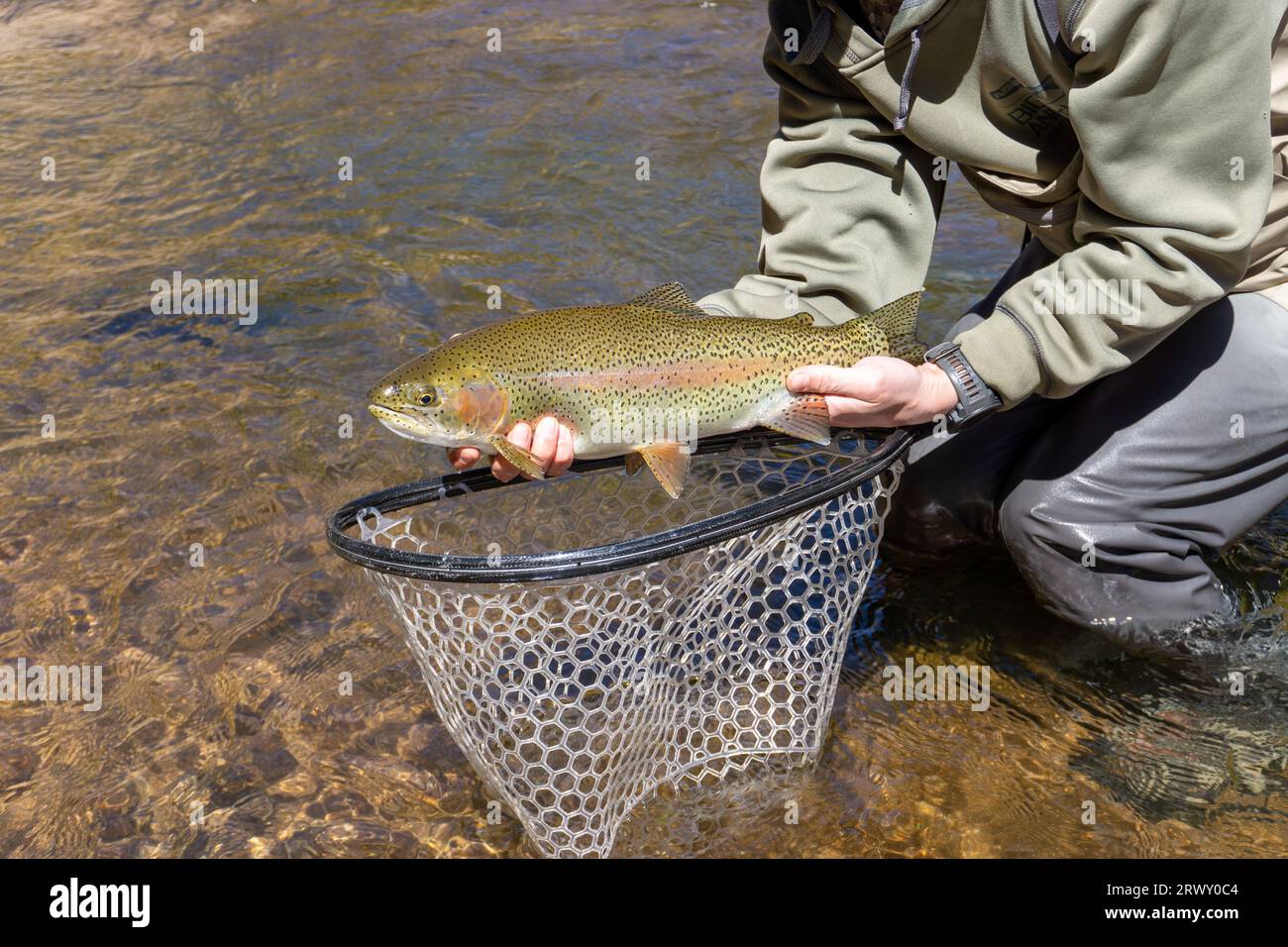 Man hält Bachforellen über dem Netz in Colorado Stockfoto