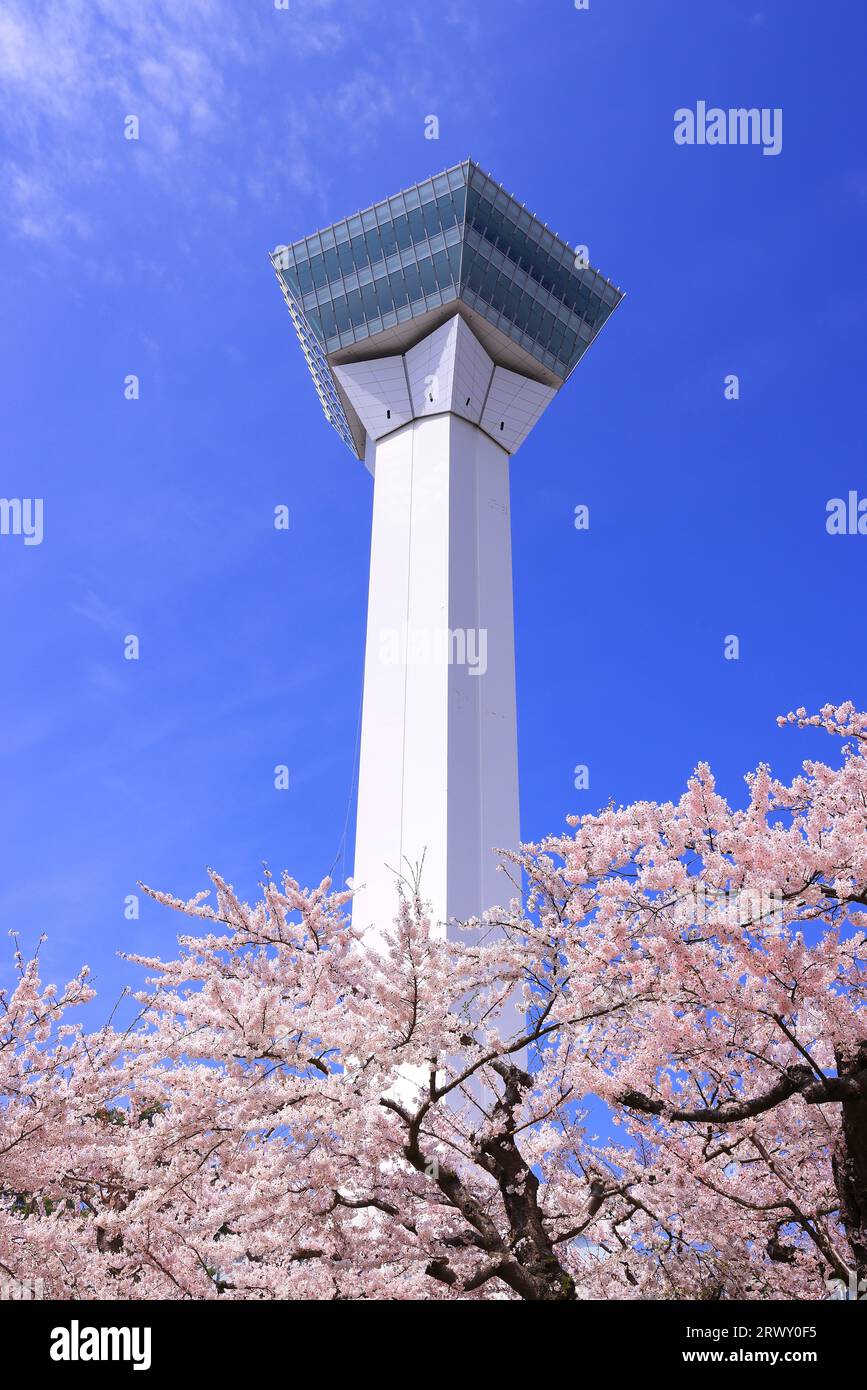 Goryokaku-Turm und Kirschblüten, Hokkaido Stockfoto