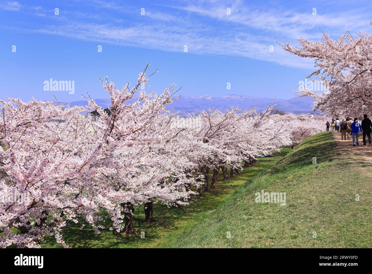 Goryokaku Park mit Kirschblüten in blühendem Hokkaido Stockfoto