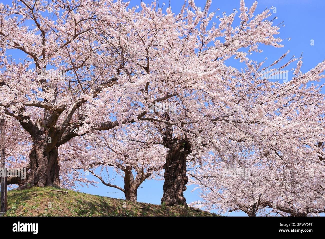 Goryokaku Park mit Kirschblüten in blühendem Hokkaido Stockfoto