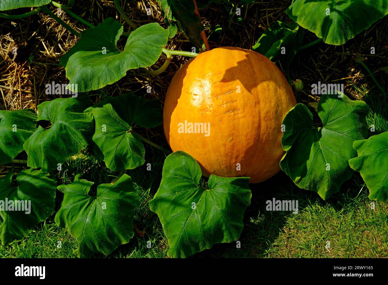 KÜRBIS Stockfoto