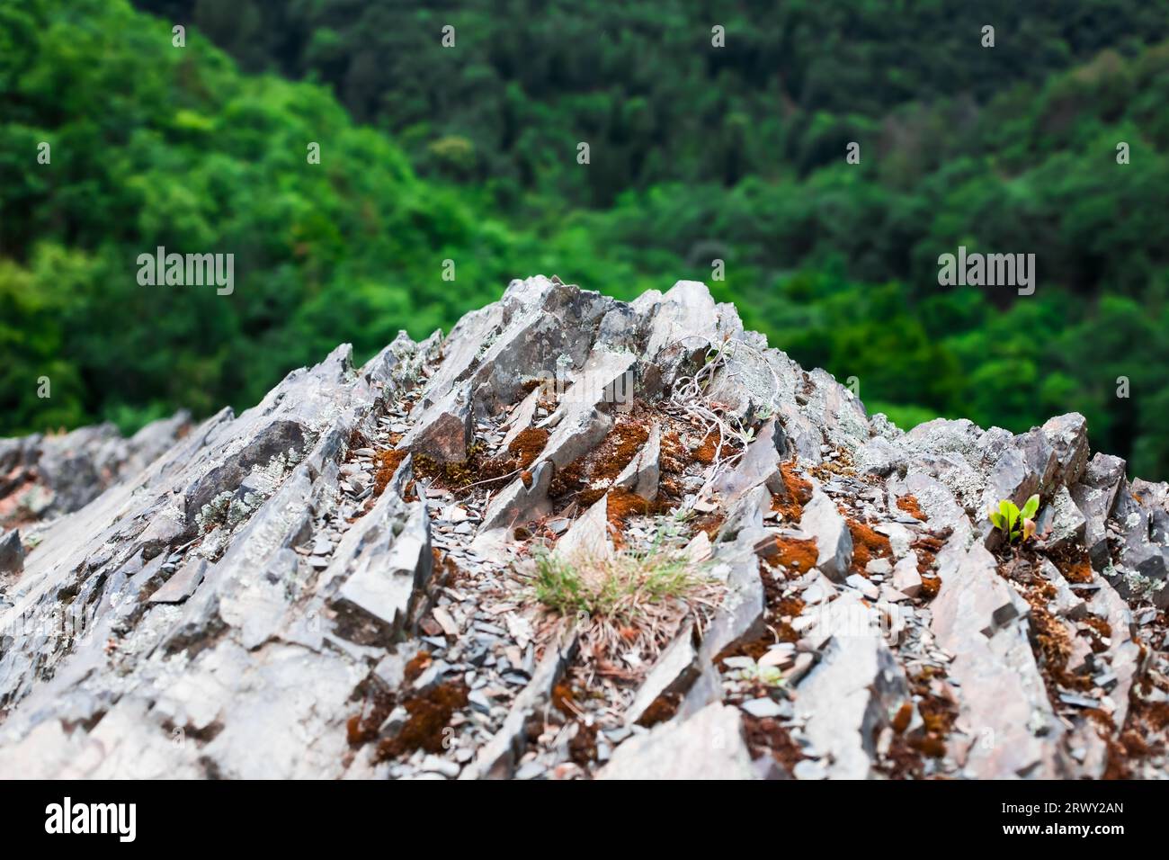 Gesteinsbildung im Wald mit Schwerpunkt Stockfoto