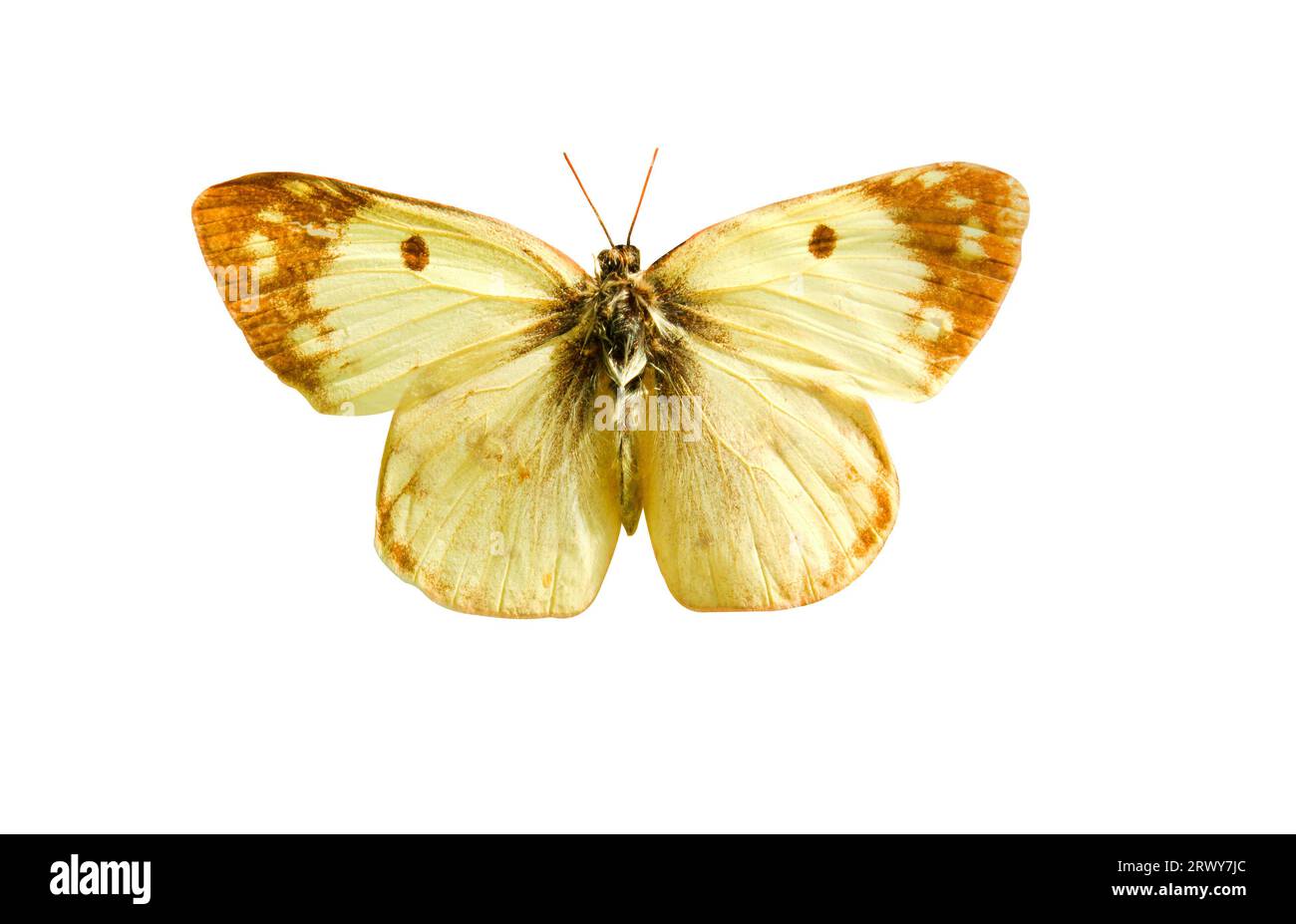 Männlicher blasstrüber gelber Schmetterling (Colias hyale) isoliert auf weißem Hintergrund. Objekt mit Beschneidungspfad. Stockfoto