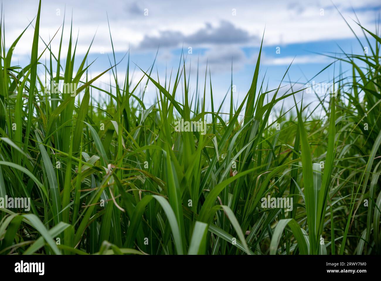 Blick über die Gipfel eines Schilffeldes in den blauen Himmel Stockfoto