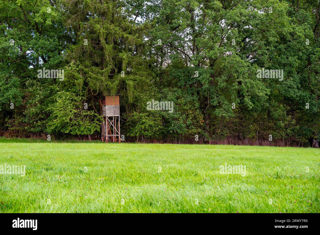 Blick auf einen hohen Sitz für die Jagd am Rande des Waldes Stockfoto