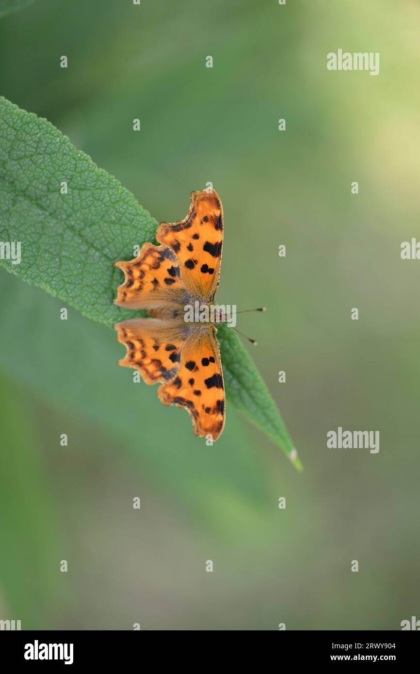 Comma Butterfly (Polygonia c-Album) Macro Photo Ruying on Leaf of Buddleia UK British Butterfly Orange with Black Spots Stockfoto