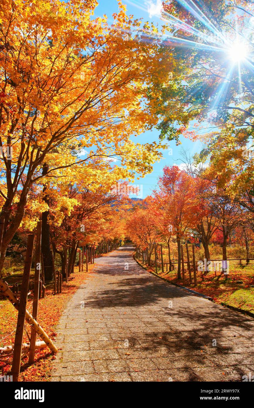Von Bäumen gesäumte Allee mit Herbstblättern, einschließlich Ahorn auf dem Jibezaka-Plateau und Sonnenlicht über den Bäumen Stockfoto