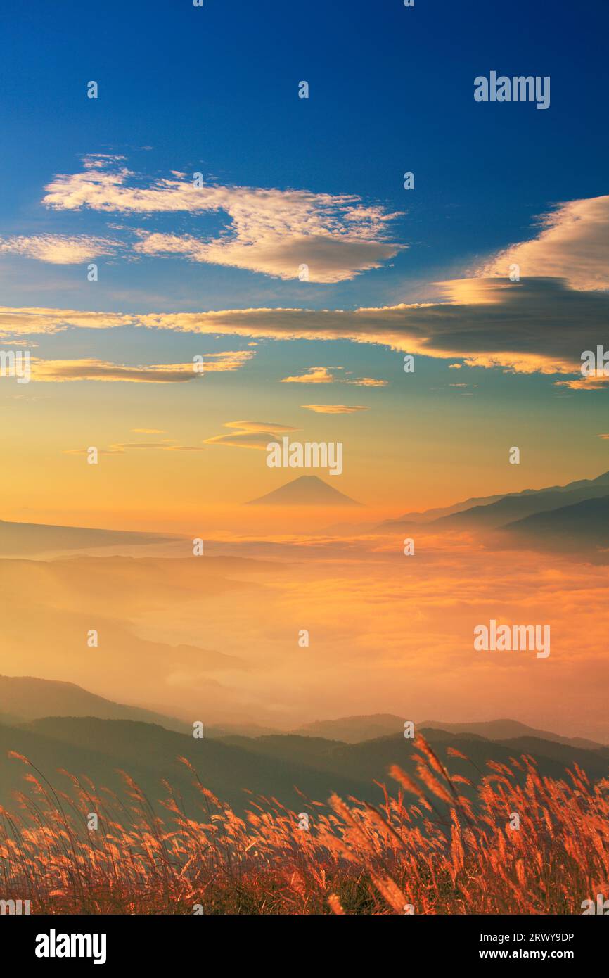 Mt. Fuji, silbernes Gras und Wolkenmeer in der Morgensonne Stockfoto