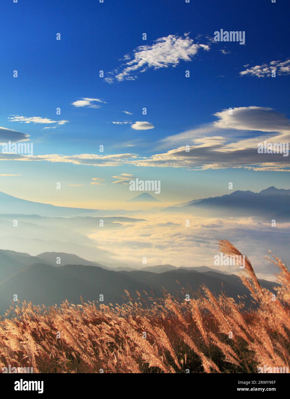 Morgendliches silbernes Gras, Wolkenmeer und Fernblick auf Mt. Fuji Stockfoto