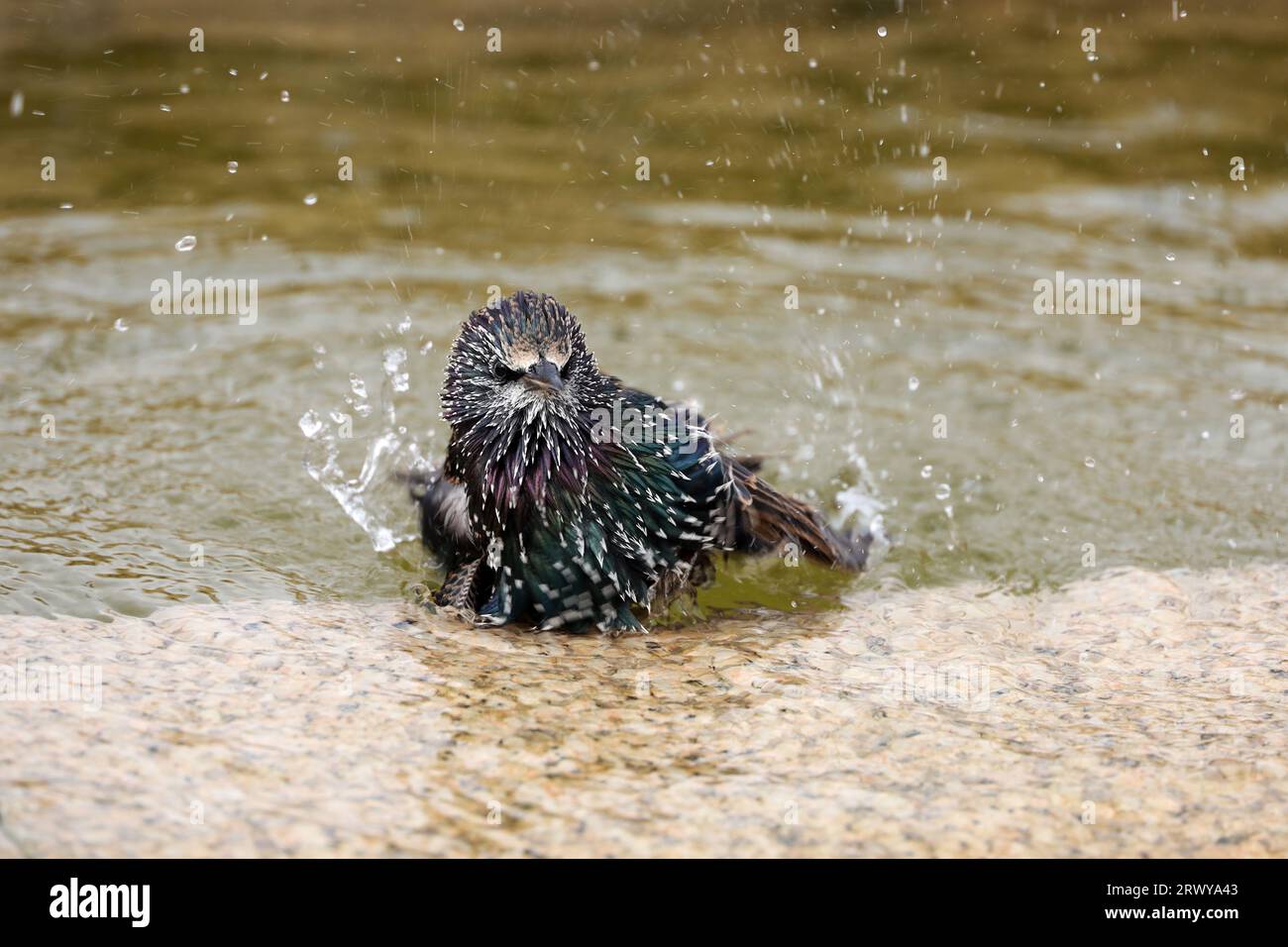 Starling schwimmt in einem Stadtbrunnen. Konzept für Sommerhitze, heißes Wetter, stickenden Durst Stockfoto